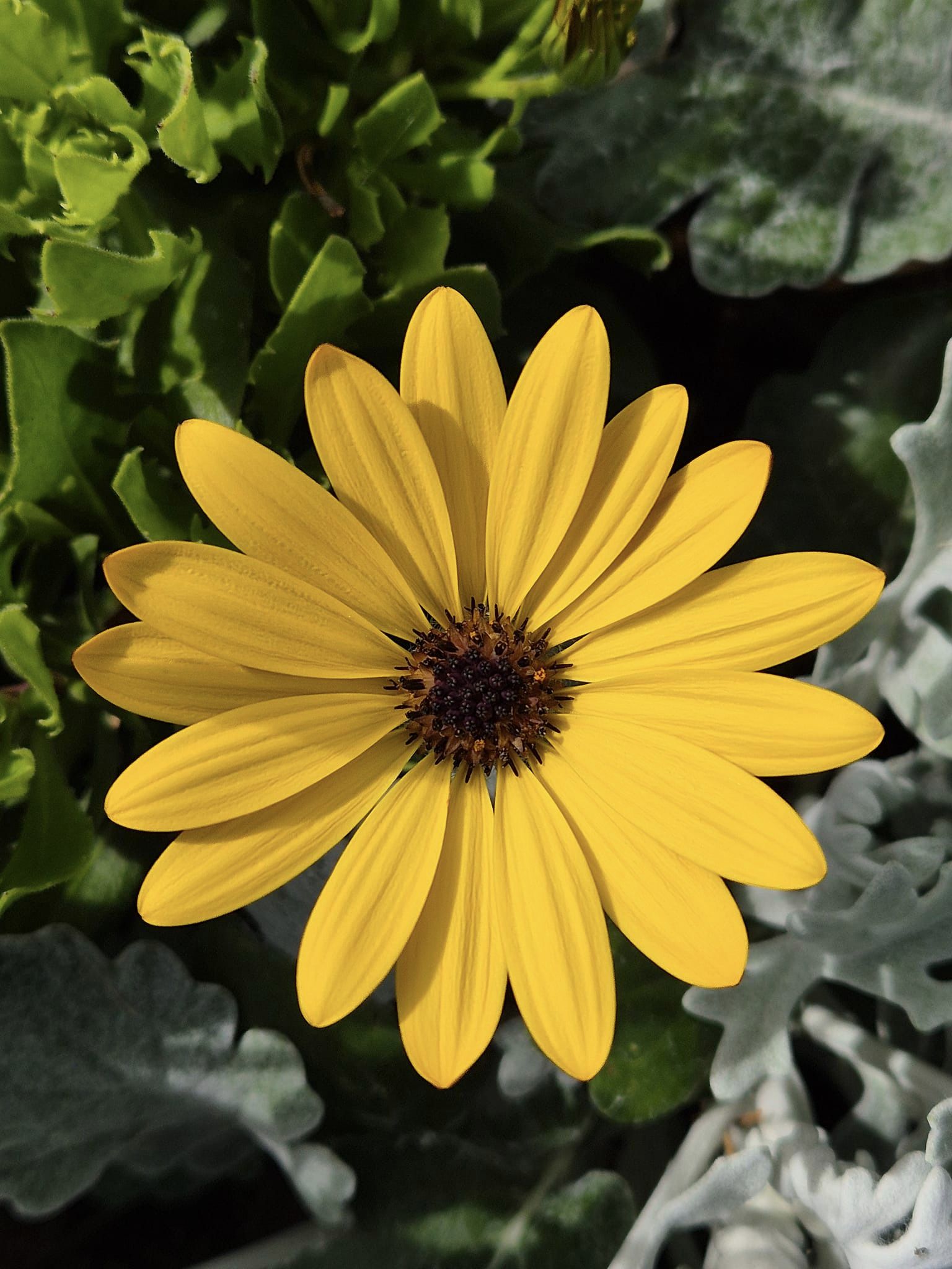 Yellow Parachute Daisy